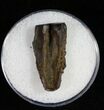 Triceratops Shed Tooth - Montana #10398-1